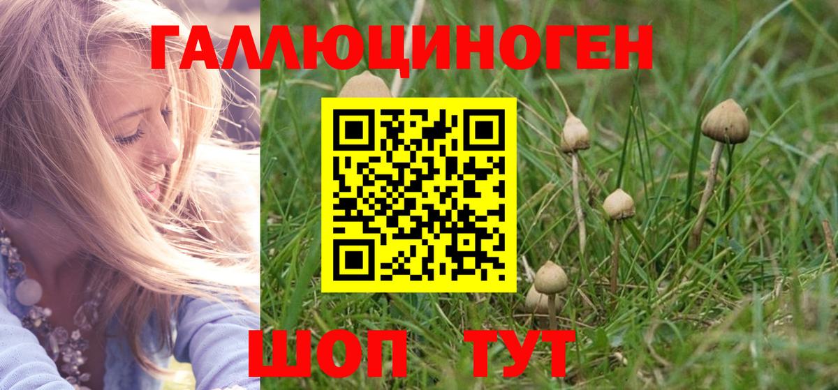 закладки  Псилоцибиновые грибы GOLDEN TEACHER  Вход с VPN  Псилоцибиновые грибы Psilocybine cubensis  Миасс 