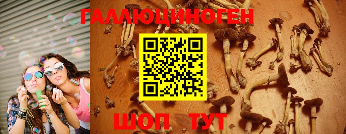 Псилоцибиновые грибы Psilocybine cubensis Миасс